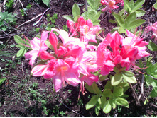 IMG 20160528 141906.jpg