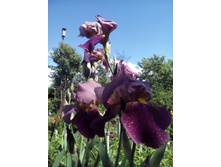 IMG 20160612 133927.jpg