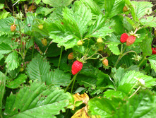 IMG 4865.JPG