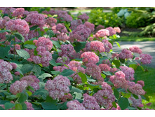 Hydrangea (���������) arb. Pink Pincushion P19/C3 30-40 CM - 5,4