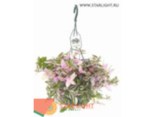 ������������ ����������� (60) 795.00