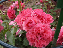 �������� �������