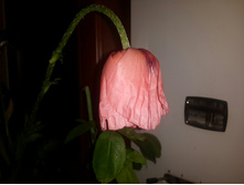 ��� �������