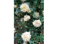 Rosa (����) Alberic Barbier �5 - 9,52