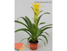 �������� (30) 295.00