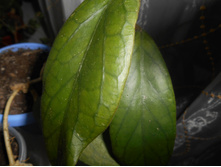 vitellinoides.