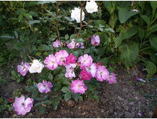 �������� ����