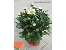 ����������� �������� (40) 295.00