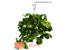 ���������� ������ ����� (60) 795.00