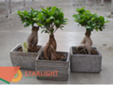 ����� ���������� (40) 1 495.00