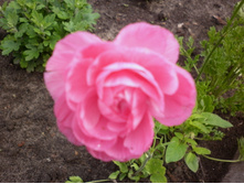 ���������� �������