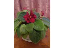 ������� (���� ���)