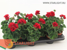 ���������� ��������� (30) 195.00