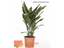 ���������� ������� (100) 6 295.00