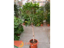 ����� (200) 6 995.00