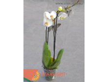 ���������� �2 (75) 895.00