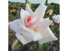 Rosa (����) Beatrix Potter C5.5 - 19,04