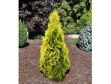 Thuja (���) occidentalis Jantar - 7