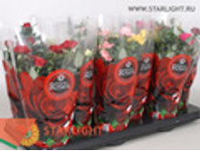 ���� ������� (25) 215.00215.00