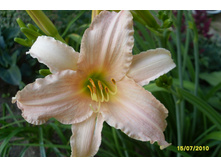 �������� ������� ����