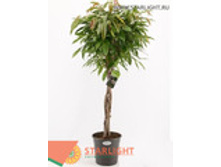 ����� ���� ������ ���� (140) 6 995.0