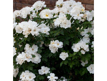 Rosa (����) White Knock Out C5 - 7,81