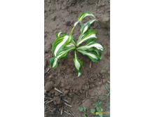 P 20160616 185457 p.jpg