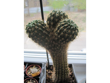 Echinopsis kermesina