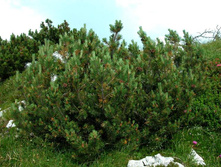 Pinus (�����) mugo subsp. mugo -3,08