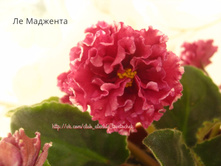 �� ��������