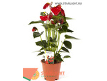 �������� ���� ����� (40) 595.00