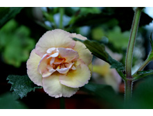 Yellow english rose.jpg