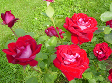 Rosa (����) Alleluia C5 - 8,89