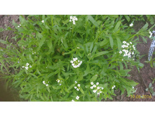 P 20160619 203230 p.jpg