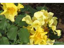 Rosa (����) Ali Dorate C5 - 9,74