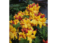 Rhododendron (������) Sunte Nectarine - 10,96
