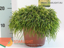 �������� ��� ������ (30) 645.00