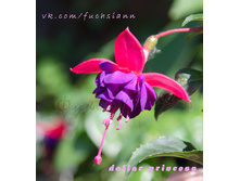 ������ Dollar Princess