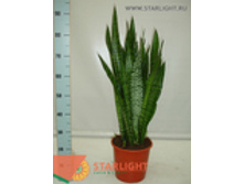 ���������� ��������� (95) 1 995.00