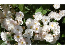 Rosa (����) Dentelle de Malines C5 - 9,0