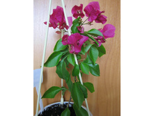 ����������� Vera Deep Purple