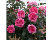 Rosa (����) Bernadette Lafont C5 - 9,04