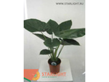 �������� ����� (90) 1 295.00