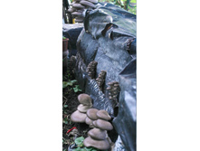 ������� ������