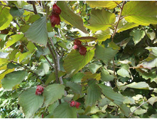 ������ ���������