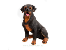 ��-147 ��������� ����� �-68 �� 2300,00 �.jpg