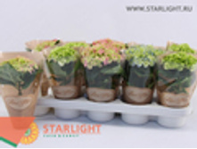 ��������� (20) 495.00