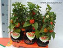 ������� (40) 495.00