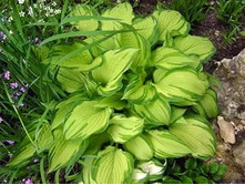 ����� ���������� 140