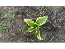 P 20160619 203522 1 p.jpg